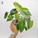 Variegated Philodendron Burle Marx - 3 - indoor plant