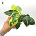 Variegated Philodendron Burle Marx - E - indoor plant