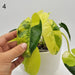 Variegated Philodendron Burle Marx - indoor plant