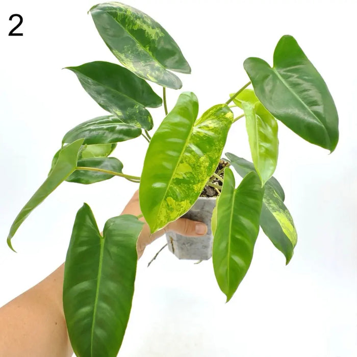 Variegated Philodendron Burle Marx - indoor plant
