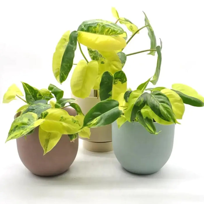 burle marx philodendron indoor Buy Variegated Philodendron Burle Marx