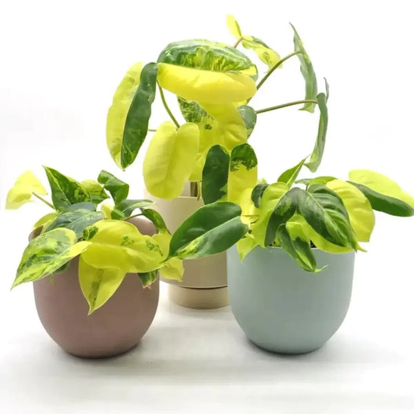 variegated indoor plants australia Buy Variegated Philodendron Burle Marx