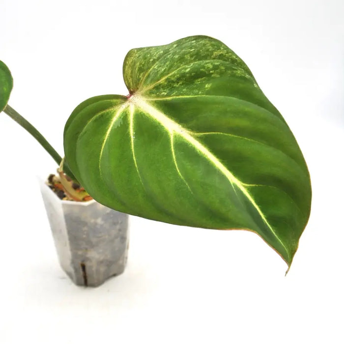 Variegated Philodendron Gloriosum - indoor plant