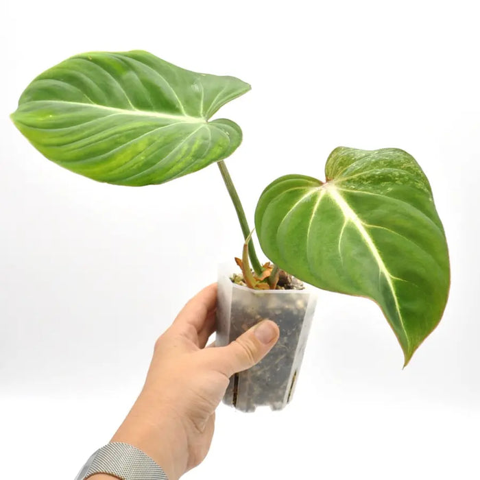 Variegated Philodendron Gloriosum - indoor plant