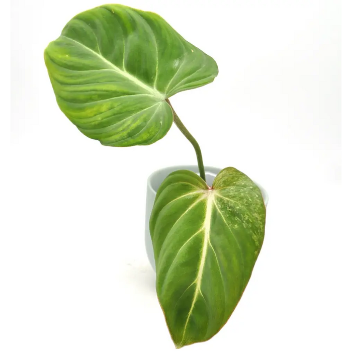 Variegated Philodendron Gloriosum - indoor plant