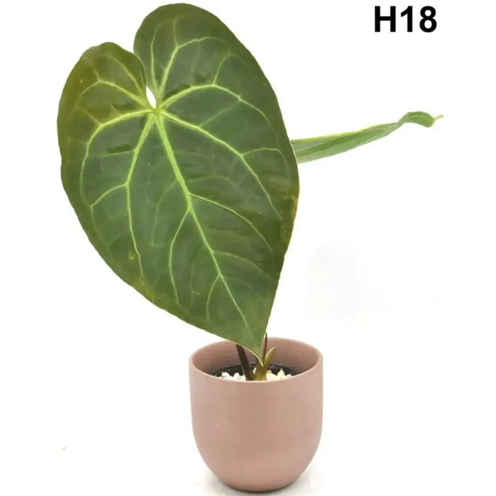 H18 Velvet Anthurium Complex Hybrid