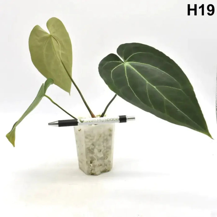 Velvet Anthurium Complex Hybrid