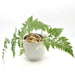 White Rabbit Foot Fern - Davallia tyermanii