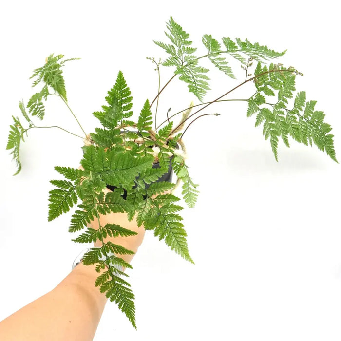 White Rabbit Foot Fern - Davallia tyermanii