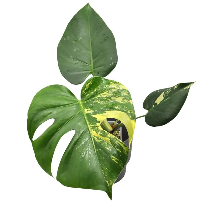 monstera deliciosa var thai constellation Yellow Monstera Deliciosa 'Thai Constellation' – Hydroponically Grown — Green My Space