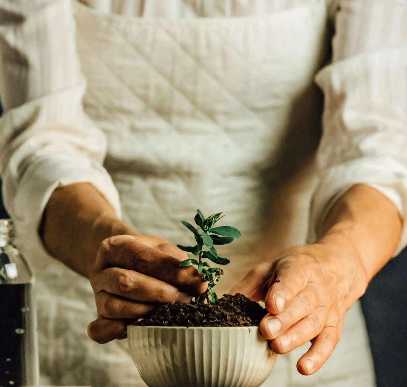 Hands planting a young seedling in potting soil.