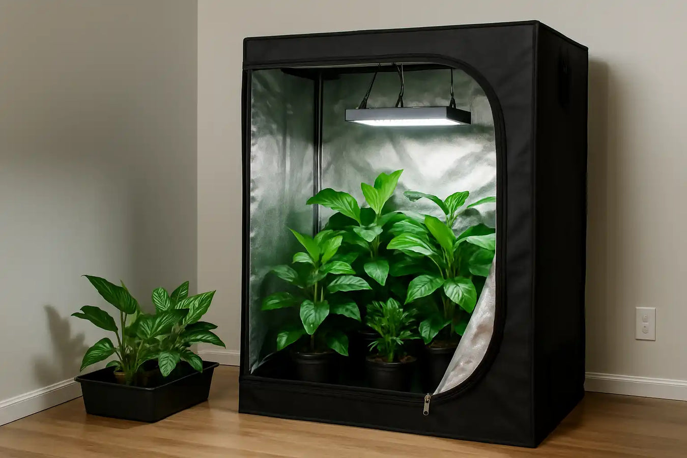 Indoor grow tent with green plants and an overhead light.