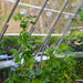 Maze Greenhouse Trellising Kit - 0.6kg