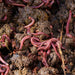 Maze Large Bag Worm Farm 1000 Worms