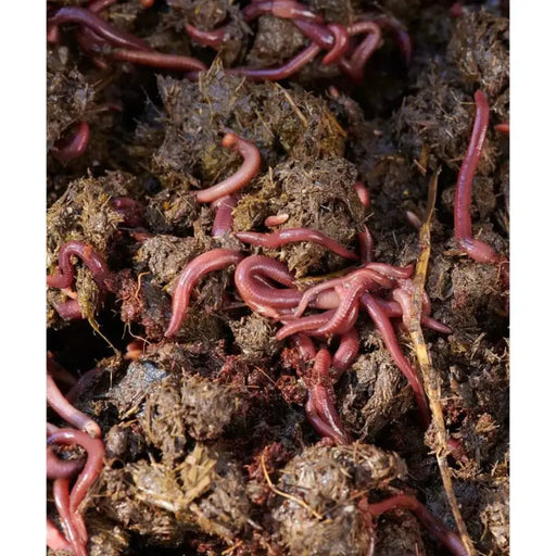 Live Compost Worms (approx 1000)