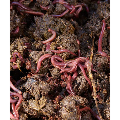 Maze Mini 3 Tier Worm Farm with 500 Worms