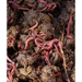 Maze Mini 3 Tier Worm Farm with 500 Worms