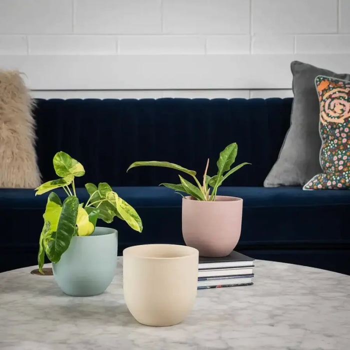 coastal plants in pots The Coastal' Porcelain indoor planter in Teal, Cream, Maroon — Green My Space