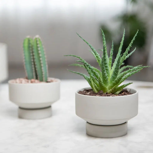 ’The Rangers’ Porcelain Indoor Planter & Plate