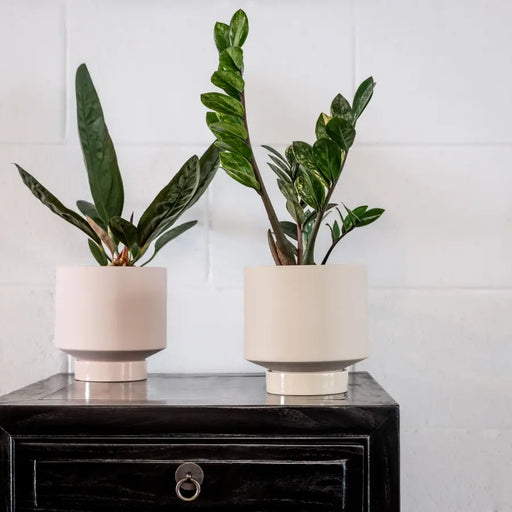 ’The Rangers’ Porcelain Indoor Planter & Plate