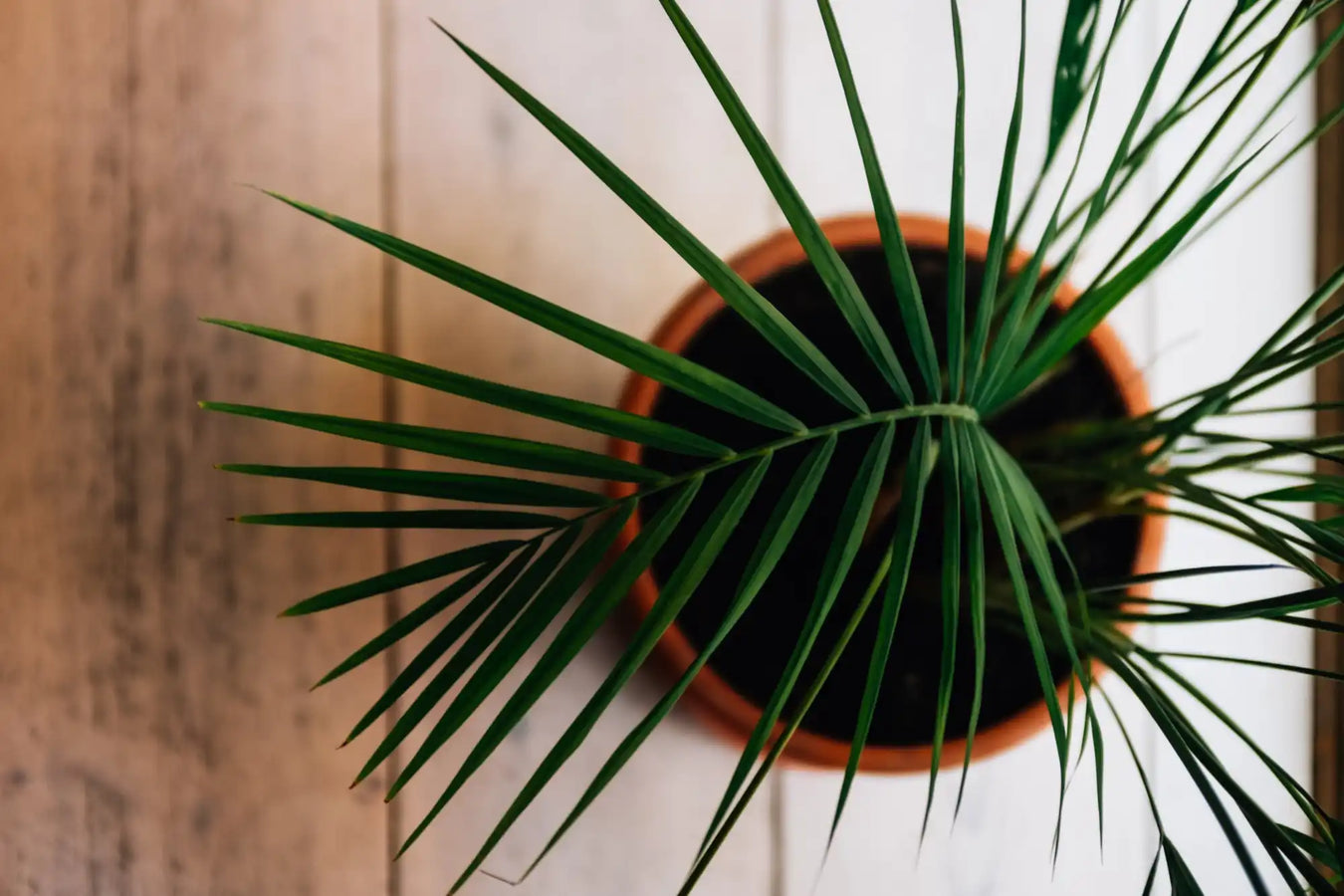 Palm frond in a terracotta pot viewed from above.