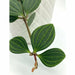 Peperomia puteolata (parallel)