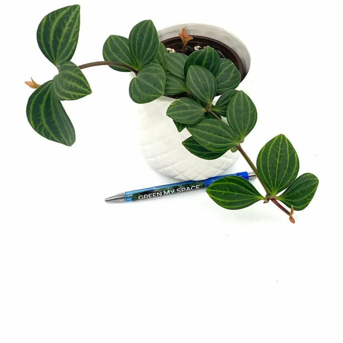 Peperomia puteolata (parallel)