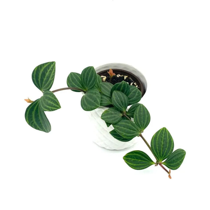 Peperomia puteolata (parallel)