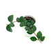 Peperomia puteolata (parallel)