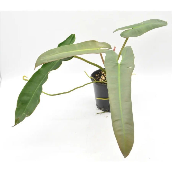 Philodendron Atabapoense