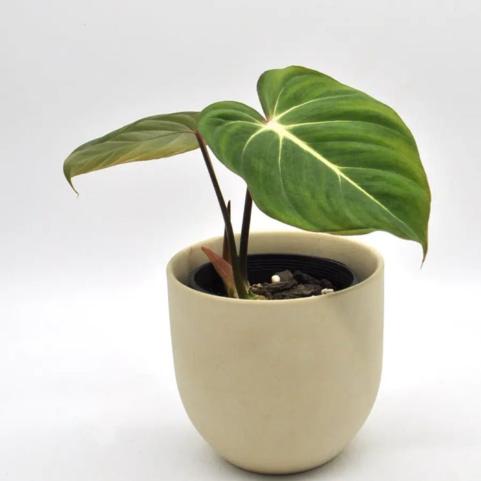 Philodendron Gloriosum