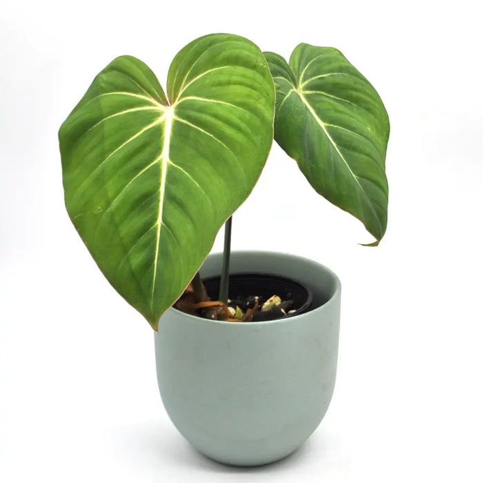 Philodendron Gloriosum