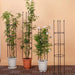 163cm Plant Support Trellis with Rings