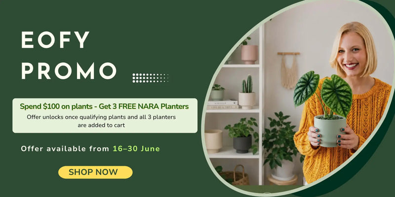 A woman in a yellow knit sweater holds a light green ceramic planter with two large, dark green, wavy-leafed plants.